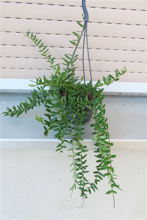 Hoya engleriana