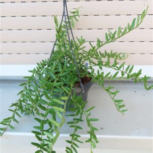 Hoya engleriana