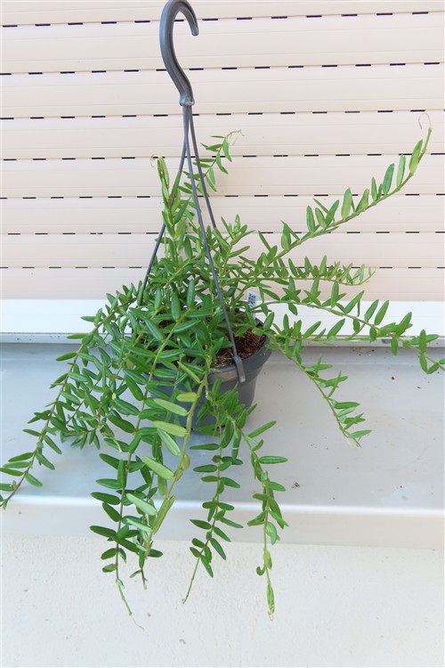Hoya engleriana