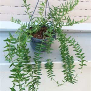 Hoya engleriana