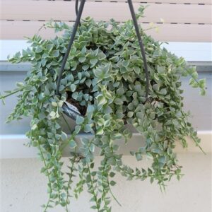 Dischidia ruscifolia variegata