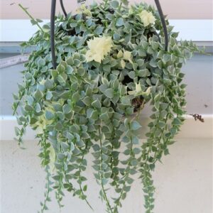 Dischidia ruscifolia variegata