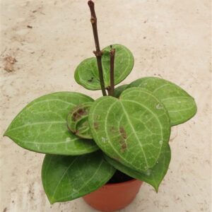 Hoya Sarawak Cream