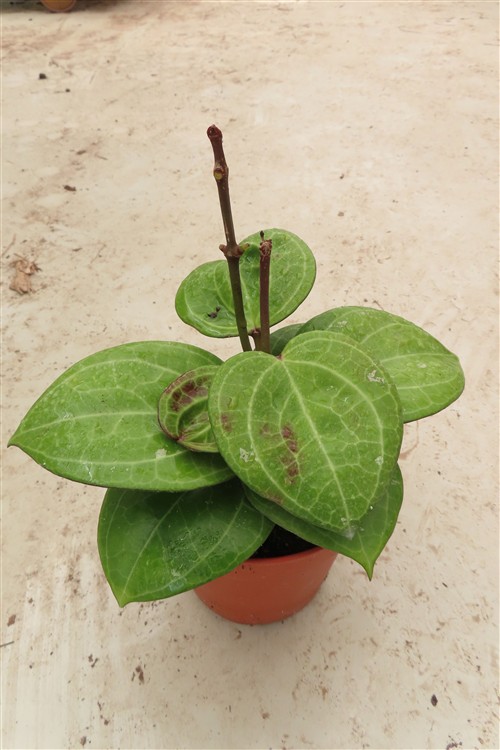 Hoya Sarawak Cream