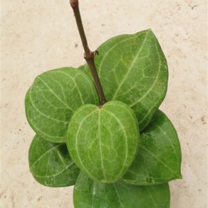 Hoya Sarawak Cream