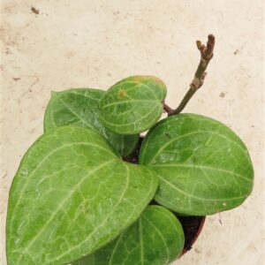 Hoya Sarawak Cream