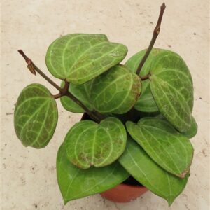 Hoya Sarawak Cream