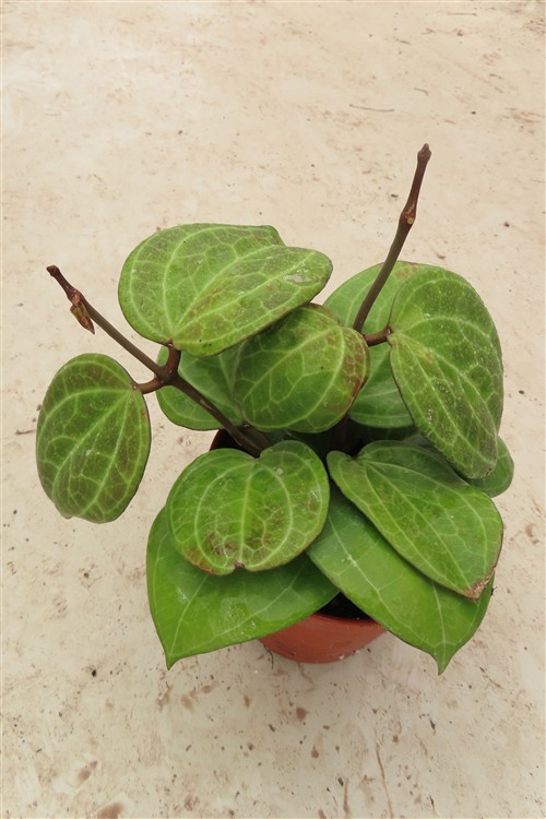 Hoya Sarawak Cream