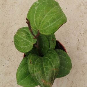 Hoya Sarawak Cream