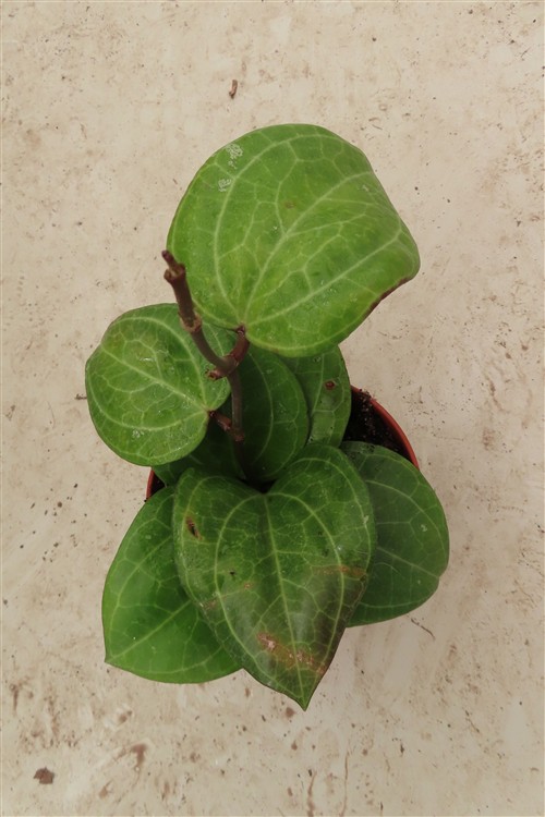 Hoya Sarawak Cream