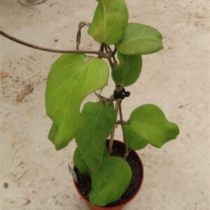 Hoya chuniana