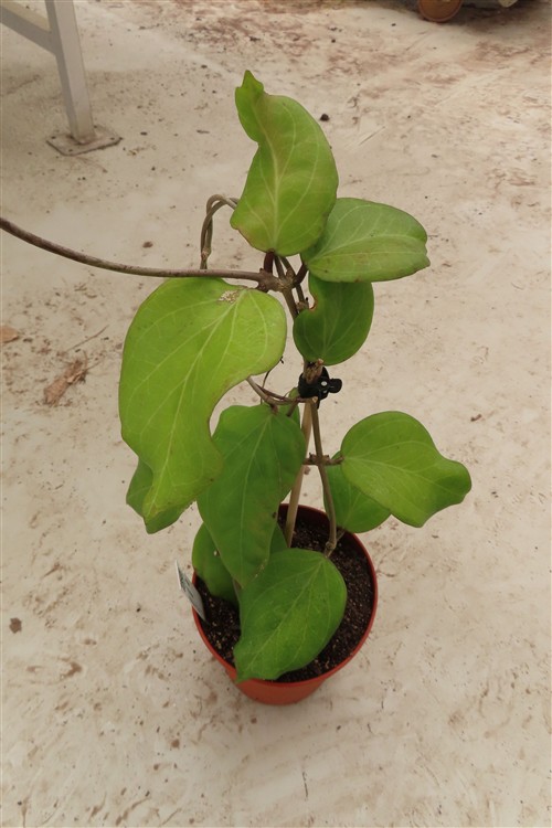 Hoya chuniana