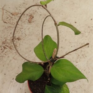 Hoya chuniana