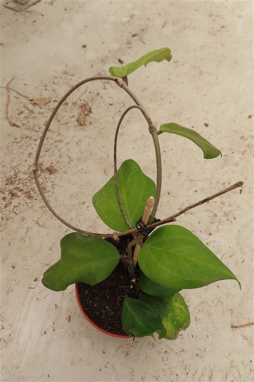 Hoya chuniana