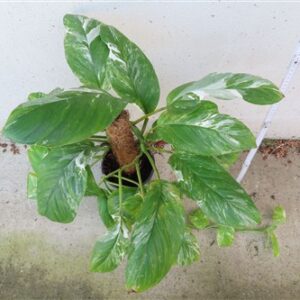 Monstera lechleriana variegata