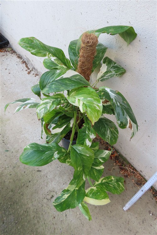 Monstera lechleriana variegata