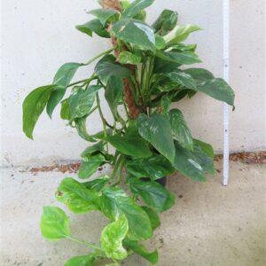 Monstera lechleriana variegata