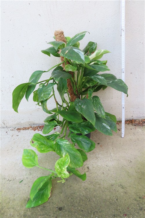 Monstera lechleriana variegata