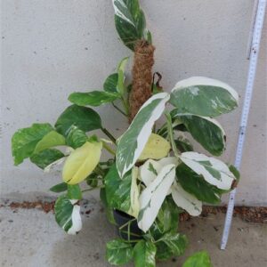 Monstera lechleriana variegata
