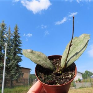 Hoya Mitrata silver