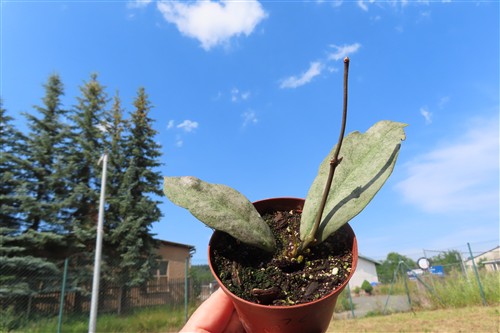 Hoya Mitrata silver