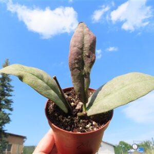 Hoya Mitrata silver