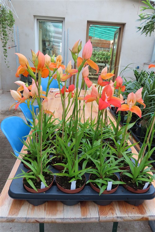 Orchidee Disa Hybride