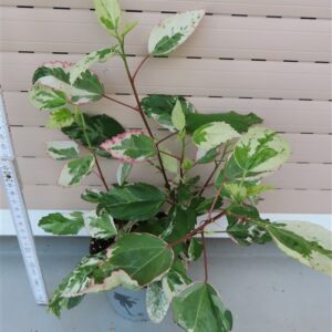 Hibiskus rosa-sinensis