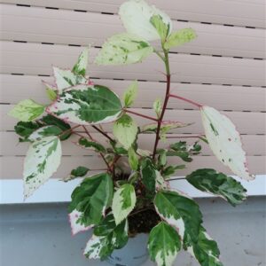 Hibiskus rosa-sinensis