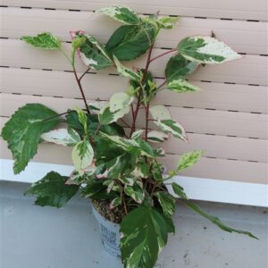 Hibiskus rosa-sinensis