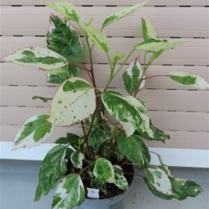Hibiskus rosa-sinensis