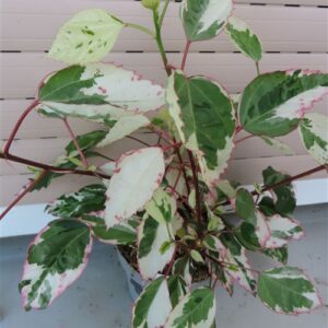 Hibiskus rosa-sinensis