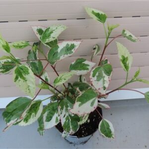 Hibiskus rosa-sinensis
