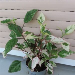Hibiskus rosa-sinensis