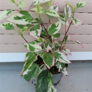 Hibiskus rosa-sinensis