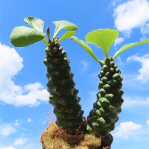 Euphorbia ritchiei
