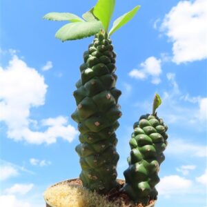 Euphorbia ritchiei