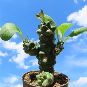 Euphorbia ritchiei