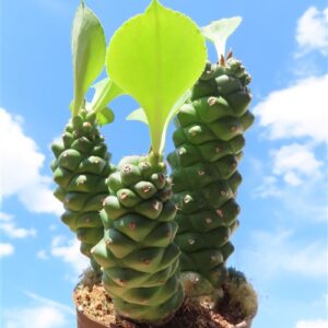Euphorbia ritchiei