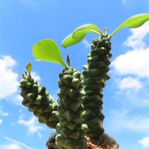 Euphorbia ritchiei