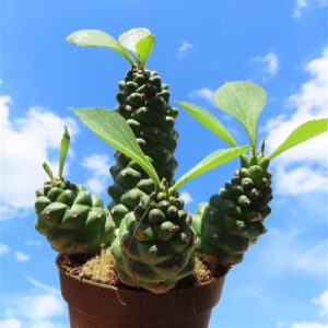 Euphorbia ritchiei