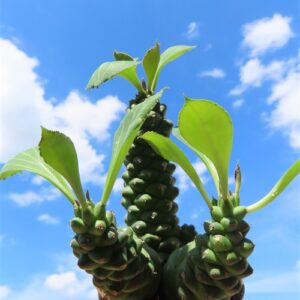 Euphorbia ritchiei