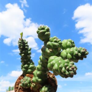Euphorbia ritchiei