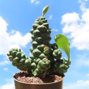 Euphorbia ritchiei