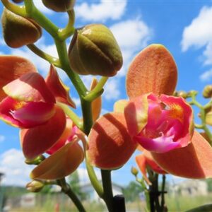Orchidee Phalaenopsis Limeted Peloric