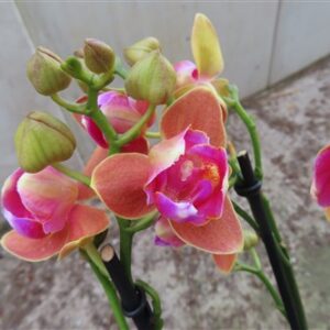 Orchidee Phalaenopsis Limeted Peloric