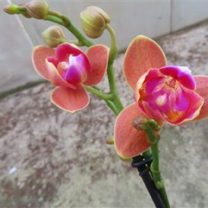 Orchidee Phalaenopsis Limeted Peloric