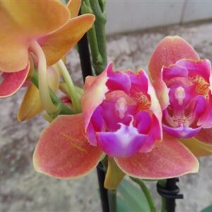 Orchidee Phalaenopsis Limeted Peloric