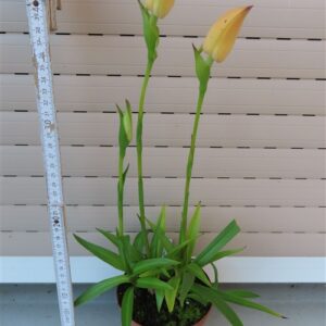 Orchidee Disa Hybride