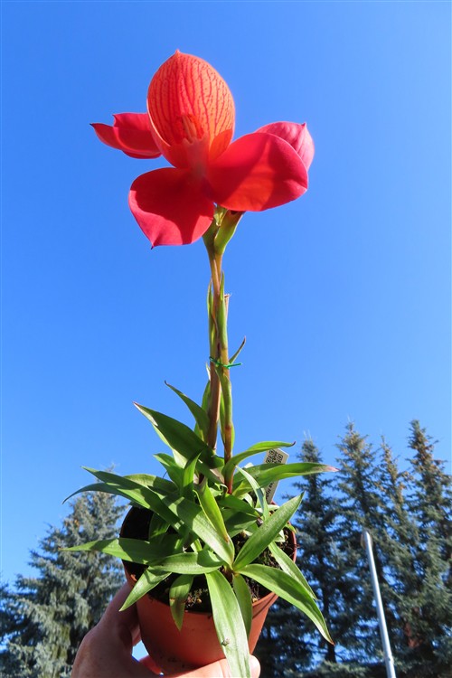 Orchidee Disa Hybride